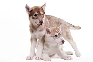 Huskies: Siberian Husky Dog - puppies