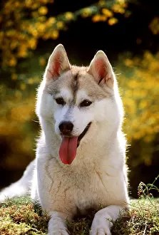 Huskies: SIBERIAN HUSKY DOG SITTING