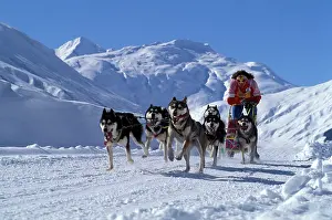 Packs: Siberian Husky Dogs and Musher running with Sledge