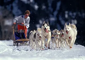 Packs: Siberian Husky Dogs with Musher running with sledge