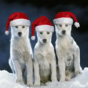 101019: Siberian husky Dogs - three sitting on snow wearing