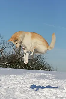 Huskies: Siberian Husky jumping up, snow Siberian Husky springt