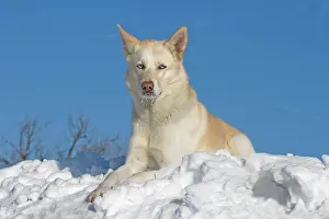 Huskies: Siberian Husky, male, 5 years old, lying in the