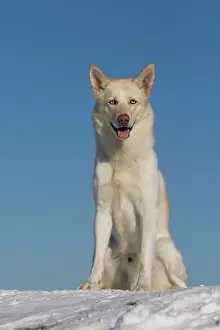 Huskies: Siberian Husky, male, 5 years old, sits in snow