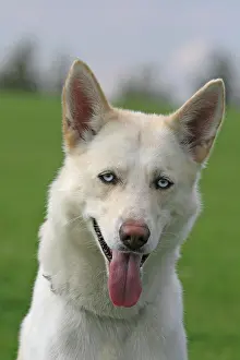 Huskies: Siberian Husky, portrait Siberian Husky, Portr&, x4d2c;