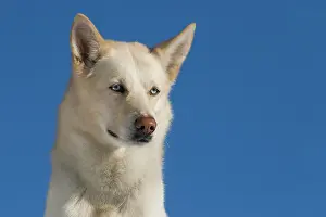 Huskies: Siberian Husky, portrait Siberian Husky, Portr&, x4d2c;
