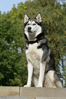 Huskies: Siberian Husky sitting on a staircase Siberian Husky