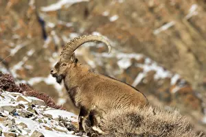 Capra: SIBERIAN IBEX