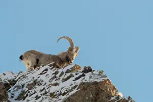 Capra: SIBERIAN IBEX