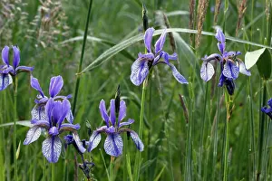 Irises: Siberian Iris