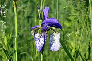Irises: Siberian Iris
