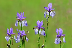 Sibirica: Siberian Iris