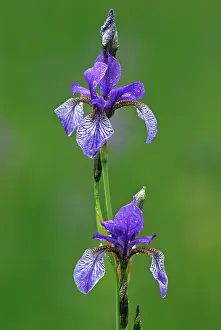 Sibirica: Siberian Iris