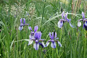 Sibirica: Siberian Iris - found in the black peaty soil