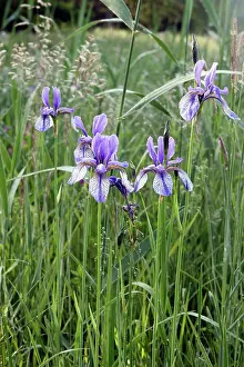 Sibirica: Siberian Iris - found in the black peaty soil