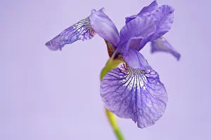 Rhizome: Siberian iris, Iris sibirica Sparkling rose, purple flower