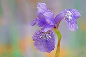 Rhizome: Siberian iris, Iris sibirica Sparkling rose, purple flower