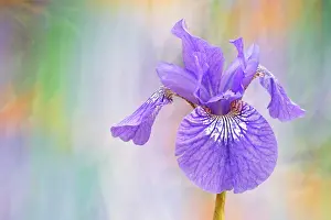 Rhizome: Siberian iris, Iris sibirica Sparkling rose, purple flower