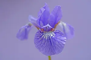 Rhizome: Siberian iris, Iris sibirica Sparkling rose, purple flower