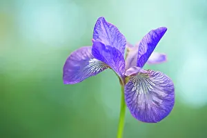 Rhizome: Siberian iris, Iris sibirica Sparkling rose, purple flower