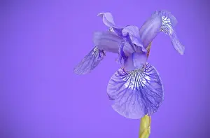 Rhizome: Siberian iris, Iris sibirica Sparkling rose, purple flower