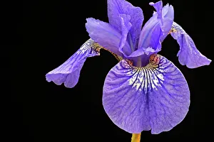 Rhizome: Siberian iris, Iris sibirica Sparkling rose, purple flower