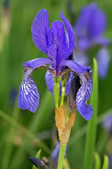 Flags: Siberian Iris / Siberian Flag Romania