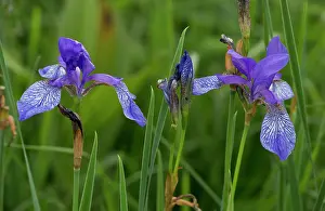 Flags: Siberian Iris / Siberian Flag Romania