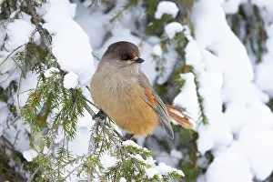 Crow Family: Siberian Jay 109, S-E Arndt