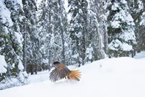 Crow Family: Siberian Jay 113, S-E Arndt