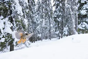 Crow Family: Siberian Jay 115, S-E Arndt