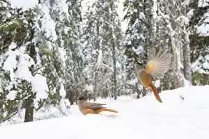 Crow Family: Siberian Jay 117, S-E Arndt