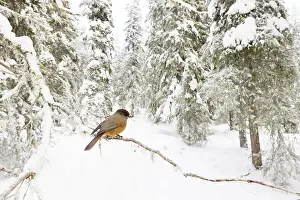 Crow Family: Siberian Jay 135, S-E Arndt