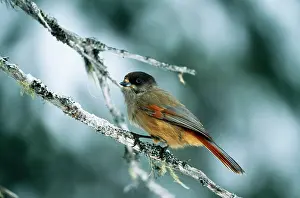 Infaustus: Siberian JAY