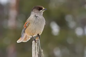 Oulanka: Siberian Jay