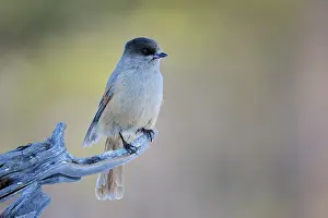Infaustus: Siberian Jay