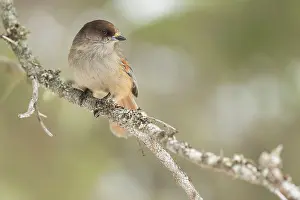 Infaustus: Siberian Jay