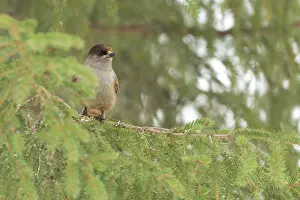 Jays: Siberian Jay