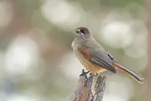 Jays: Siberian Jay