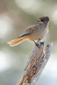 Crows: Siberian Jay