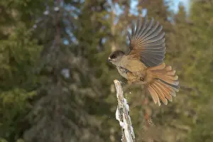 Jays: Siberian Jay