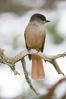 Crow Family: Siberian jay 66