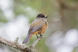 Crow Family: Siberian jay 69