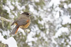 Crow Family: Siberian Jay 76, S-E Arndt