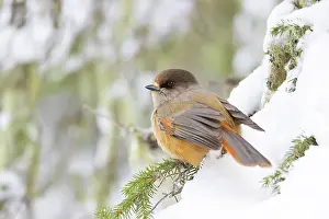 Crow Family: Siberian Jay 79, S-E Arndt