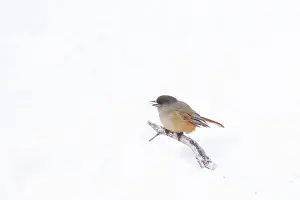 Crow Family: Siberian Jay 81, S-E Arndt