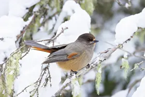 Crow Family: Siberian Jay 90, S-E Arndt