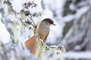 Crow Family: Siberian Jay 93, S-E Arndt