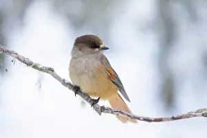 Crow Family: Siberian Jay 98, S-E Arndt