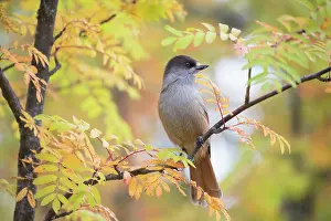 Dalarna: Siberian Jay - adult bird - Sweden